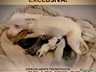Pinscher Miniatura perros Caraby Harlequin Pinscher Benidorm - Anuncio 1