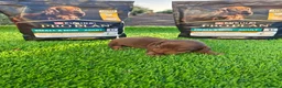 Teckel Miniatura perros en venta: Teckel miniatura  - Anuncio 1
