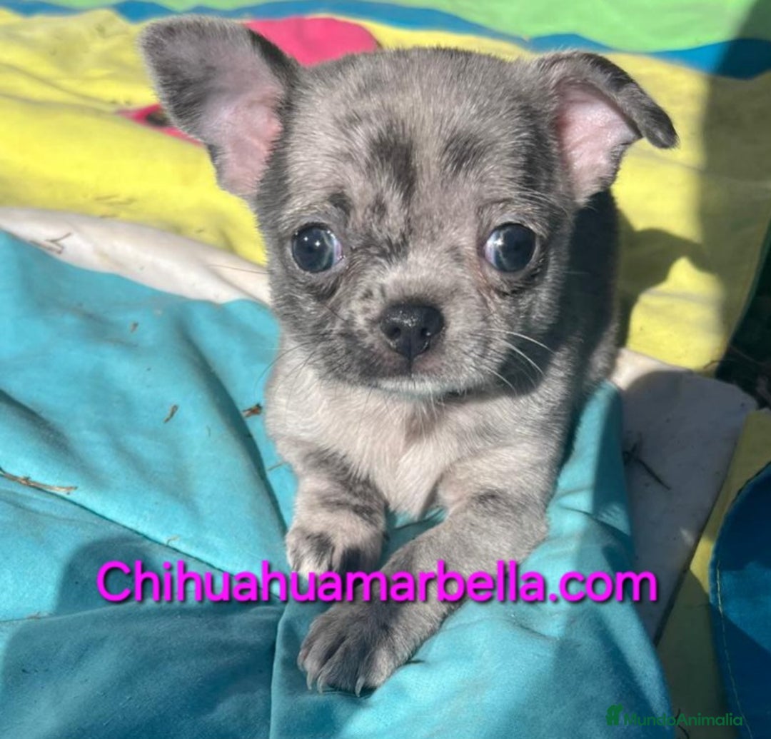 Chihuahua perros en venta: Chihuahua merle hembra - Anuncio 1