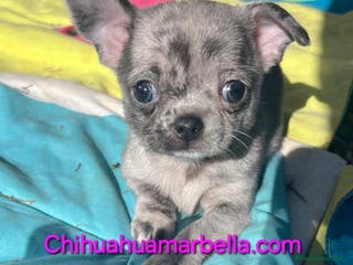 Chihuahua perros Chihuahua merle hembra - Anuncio 16
