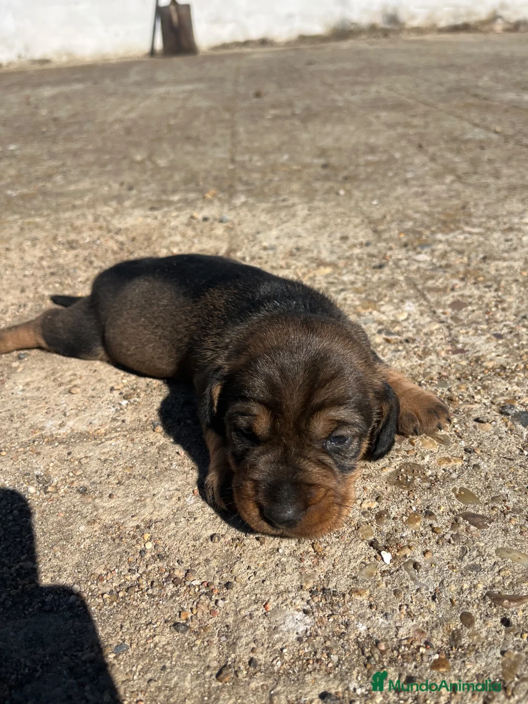 Teckel perros en venta: Teckel - Anuncio 2