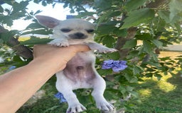 Chihuahua perros en venta: ÚLTIMOS 3 MACHOS - Imagen 9