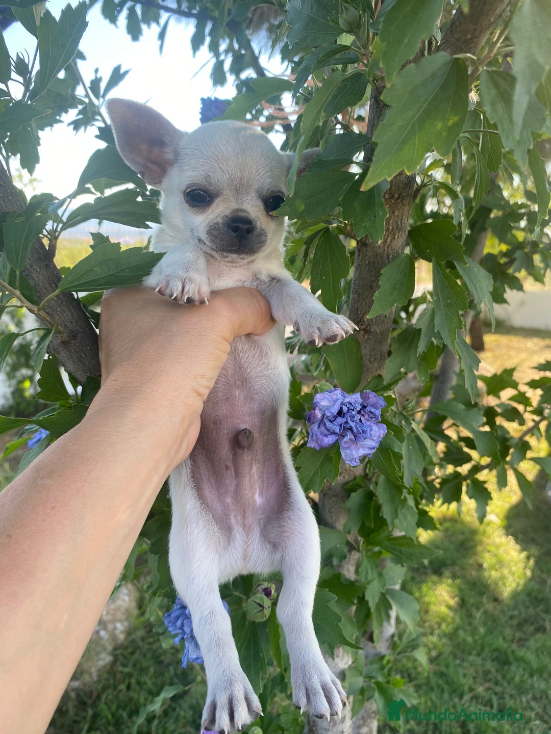 Chihuahua perros en venta: ÚLTIMOS 3 MACHOS - Imagen 9
