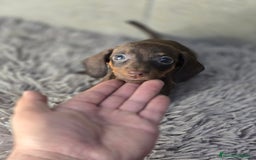 Teckel Miniatura perros en venta: Teckel chocolate inigualables  - Imagen 3