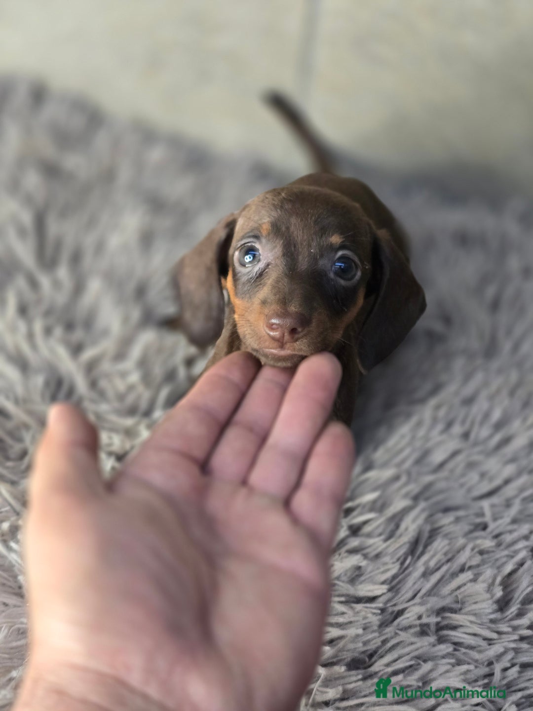 Teckel Miniatura perros en venta: Teckel chocolate inigualables  - Imagen 3