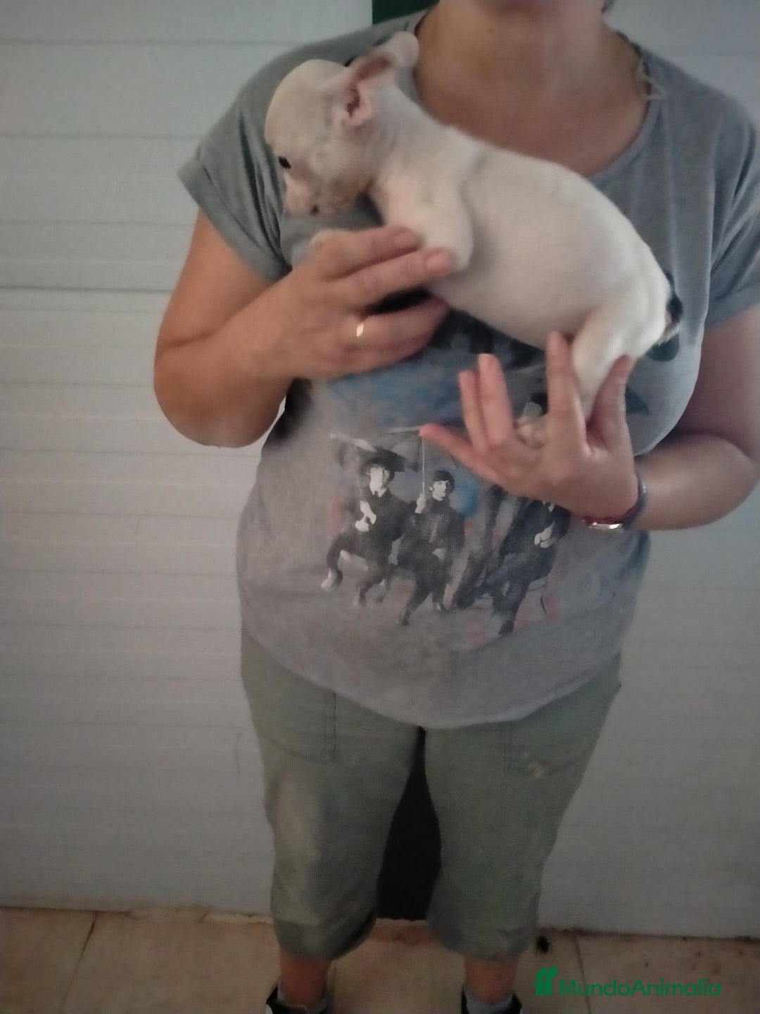 Bulldog Francés perros en venta: Hembrita de bulldog francés  - Imagen 1