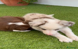 Border Collie perros en venta: BORDER COLLIE MERLE MACHO - Imagen 8