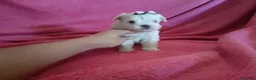 Bichón Maltés perros en venta: Bichón maltés toy - Anuncio 2