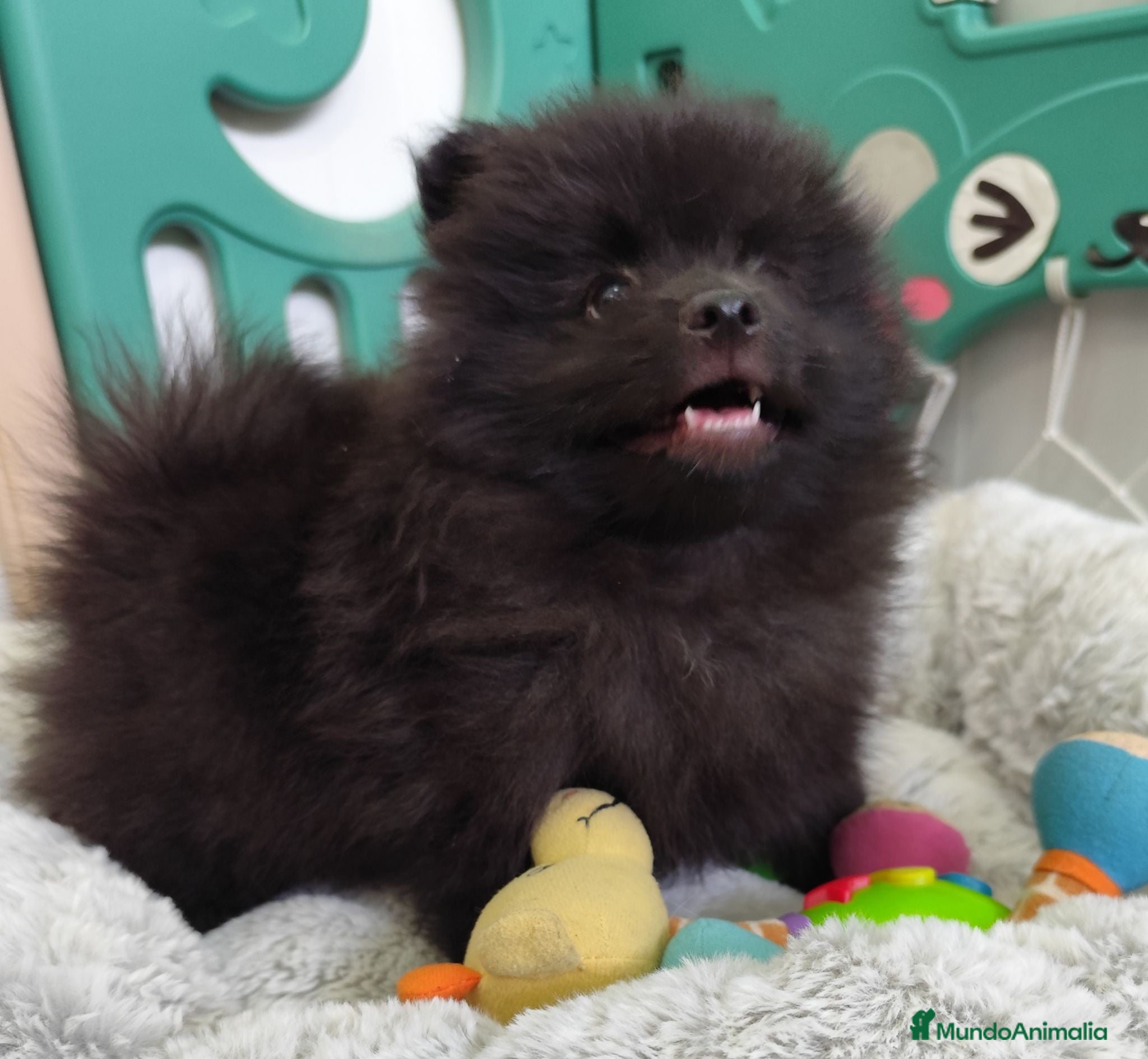 Pomerania perros Pomerania macho - Anuncio 27