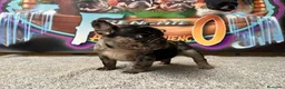 Bulldog Francés perros en venta: Bulldog francés Merle  en Madrid - Anuncio 5
