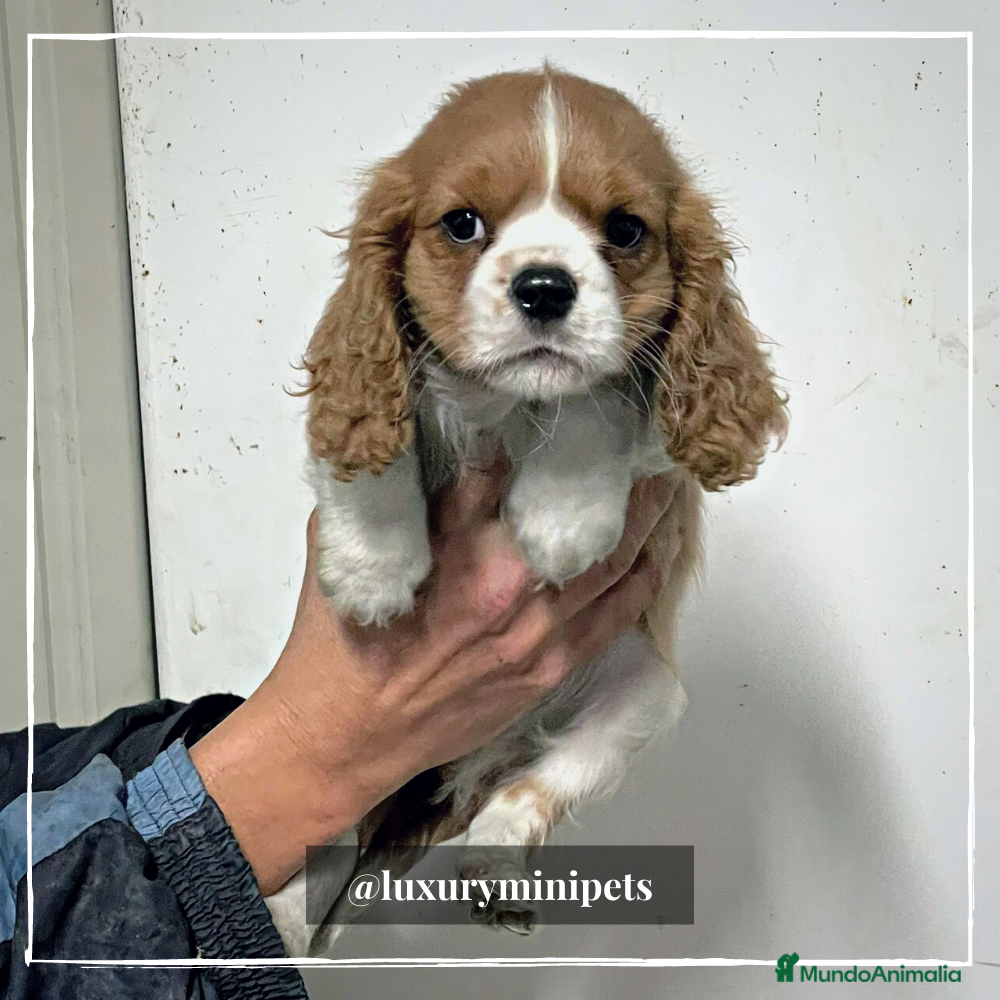 Cavalier King Charles Spaniel perros Preciosa camada de Cavallier en Madrid - Anuncio 4