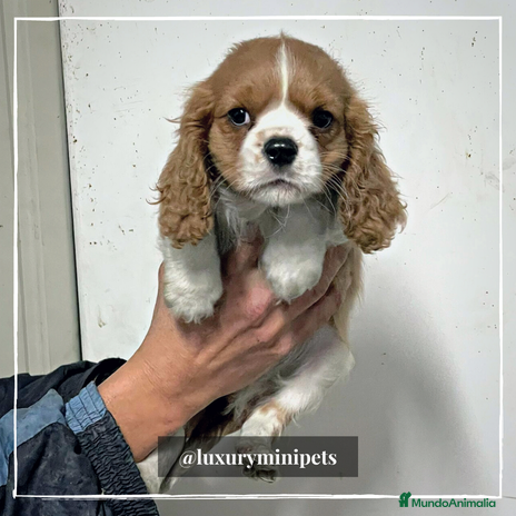 Cavalier King Charles Spaniel perros en Madrid - Anuncio 10