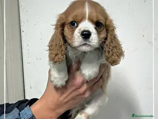 Cavalier King Charles Spaniel perros Preciosa camada de Cavallier en Madrid - Anuncio 2