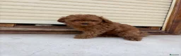 Caniche Toy perros en venta: Caniche toy - Anuncio 9