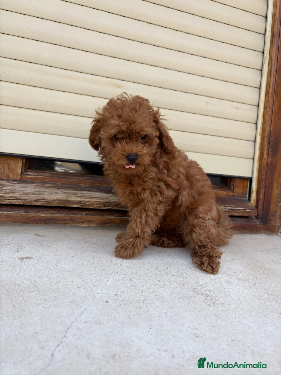 Caniche Toy perros en venta: Caniche toy - Anuncio 9
