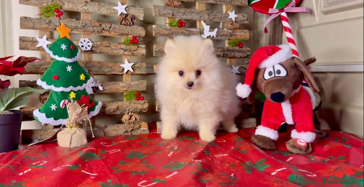 Pomerania perros Pomeranian toy - Anuncio 2