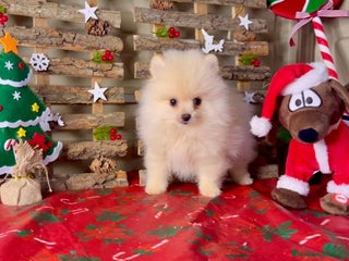 Pomerania perros Pomeranian toy - Anuncio 1