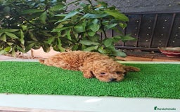 Caniche Toy perros en venta: Caniches toy - Imagen 8