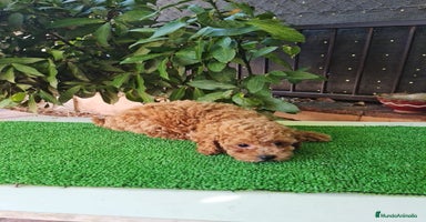 Caniche Toy perros - Propaganda 9