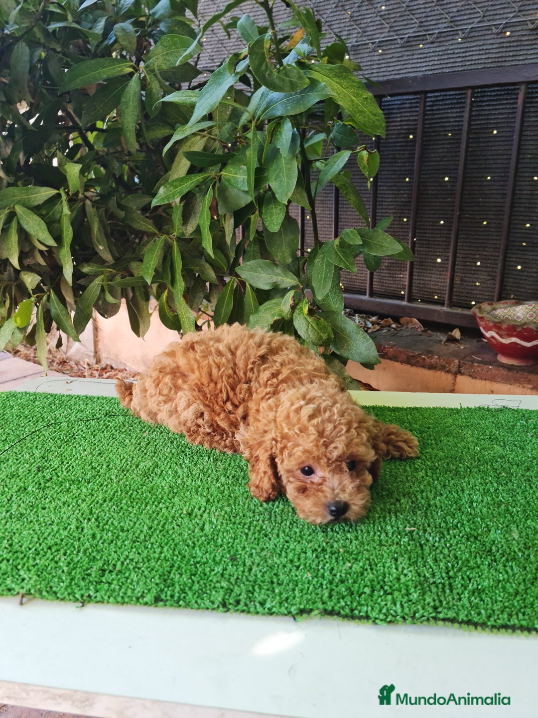 Caniche Toy perros en venta: Caniches toy - Imagen 8