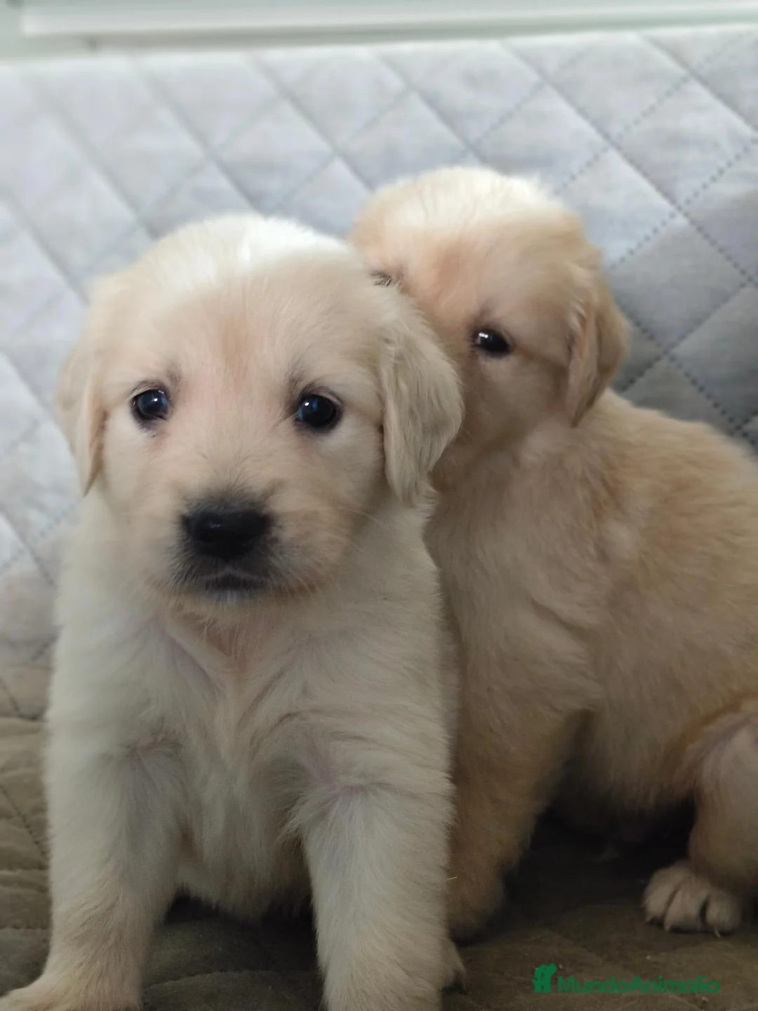 Golden Retriever perros en venta: GOLDEN RETRIEVER  - Anuncio 6