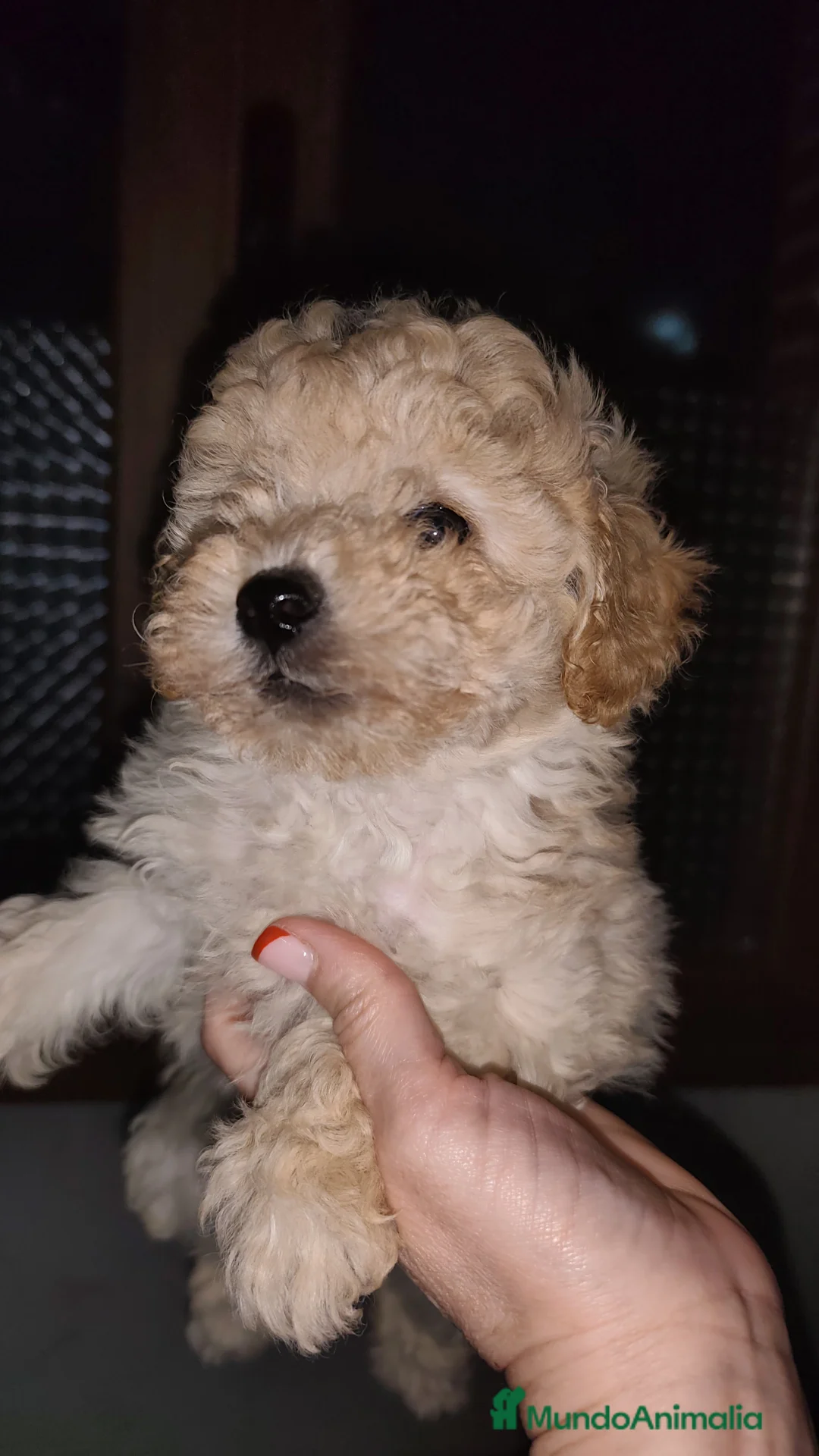 Caniche Toy perros en venta: Listos para entregar caniche toy  - Anuncio 8