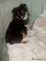 Pomchi perros Último macho de pomerania - Anuncio 10