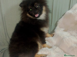 Pomchi perros - Anuncio 1