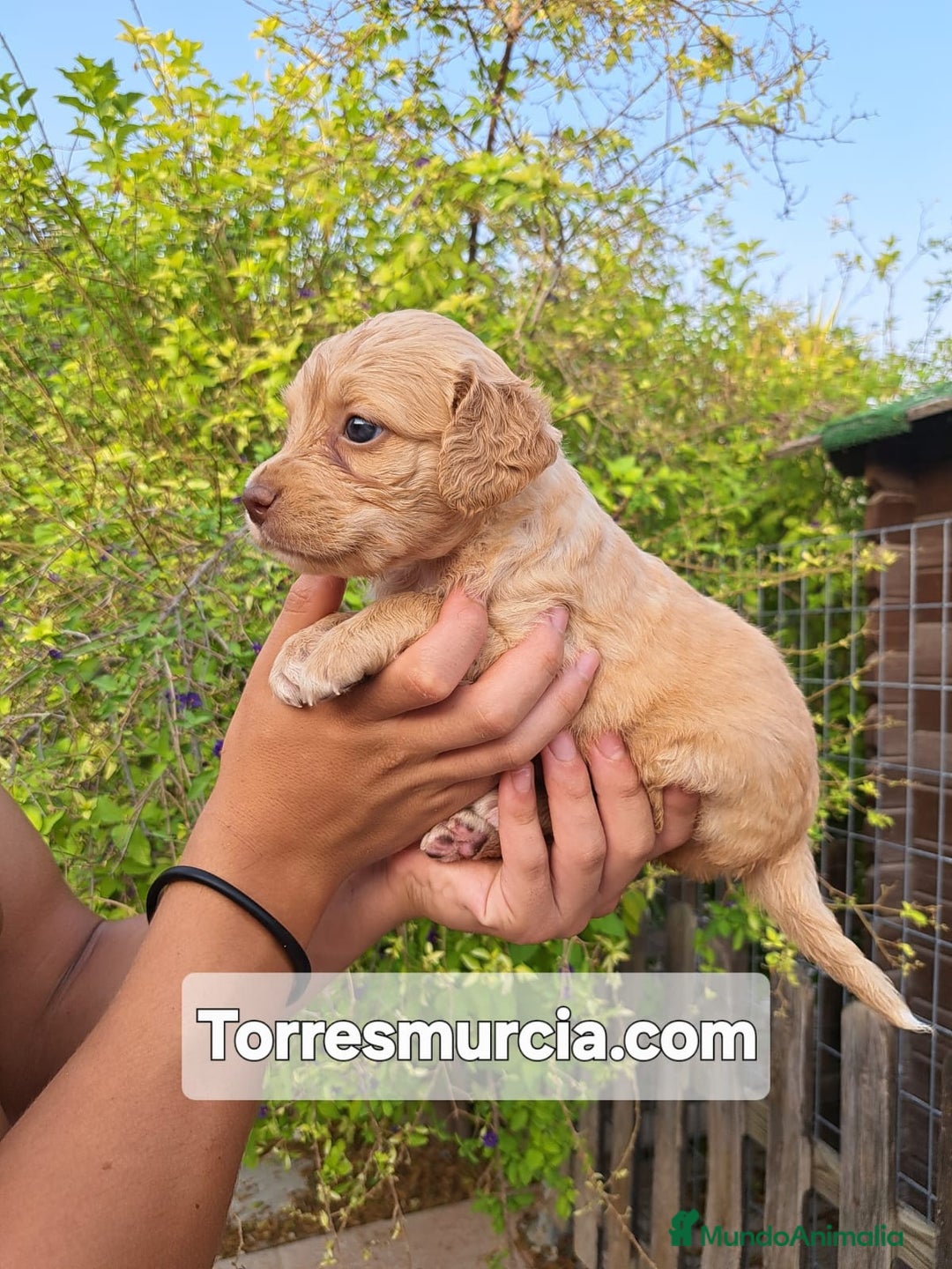 Labradoodle perros en venta: Labradoodle F3 - Imagen 5