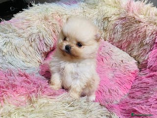 Pomerania perros Lulú de Pomerania toy muy toys - Anuncio 18
