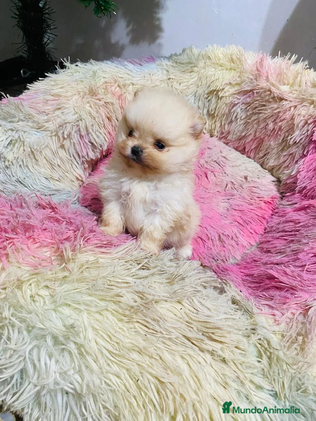 Pomerania perros en venta: Lulú de Pomerania toy muy toys  - Anuncio 1