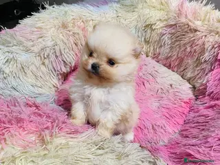 Pomerania perros Lulú de Pomerania toy muy toys - Anuncio 17