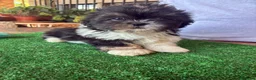Shih Tzu perros en venta: Machos de shihtzu  - Anuncio 9