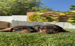 Teckel Miniatura perros en venta: TECKEL MINIATURA MACHO - Imagen 6