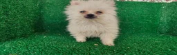 Pomerania perros en venta: Pomerania  - Anuncio 17