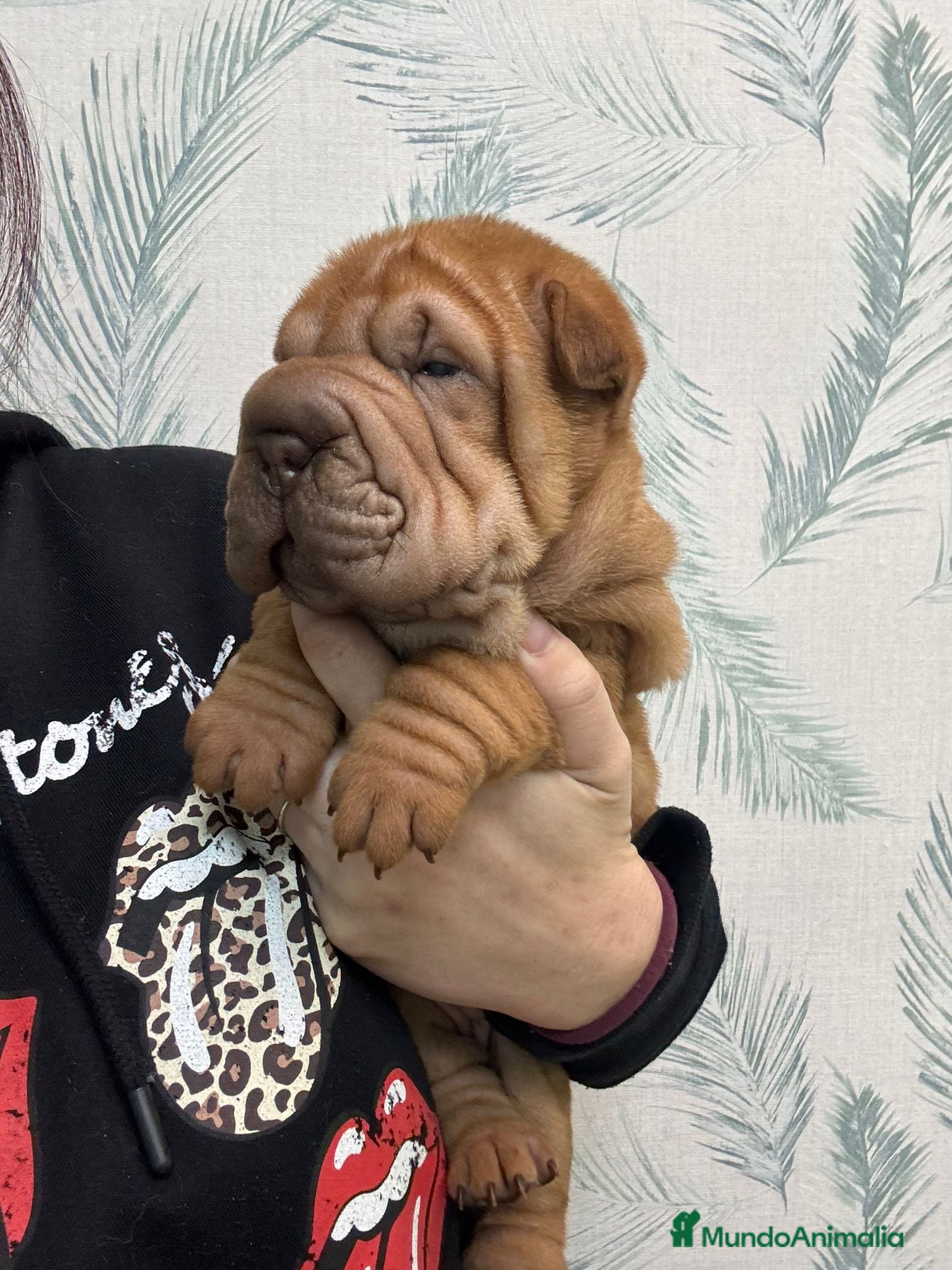 Shar Pei perros BEBES SHAR PEI MAXIMA CALIDAD Y SALUD - Anuncio 4