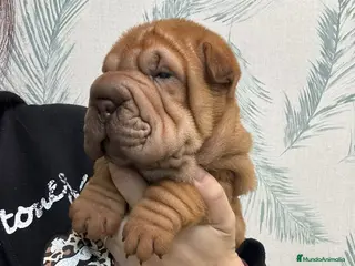 Shar Pei perros BEBES SHAR PEI MAXIMA CALIDAD Y SALUD - Anuncio 5