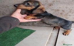 Teckel Miniatura perros en venta: Cachorro macho teckel marrón  - Imagen 1