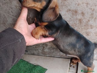 Teckel Miniatura perros - Anuncio 2