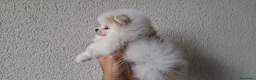 Pomerania perros en venta: Lulu de Pomerania Mini Parti color - Anuncio 2