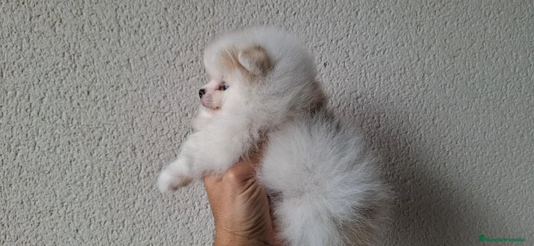 Pomerania perros en venta: Lulu de Pomerania Mini Parti color - Anuncio 2