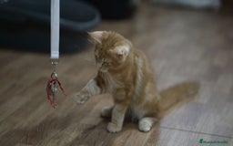 Maine Coon gatos en venta: Maine Coon Naranja Macho - Imagen 3
