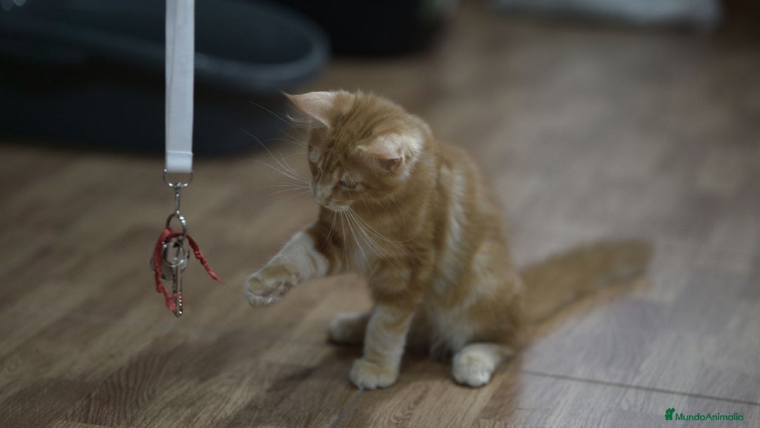 Maine Coon gatos en venta: Maine Coon Naranja Macho - Imagen 3