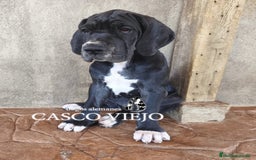 Dogo Alemán perros en venta: Cachorros de Dogo Alemán - Imagen 17