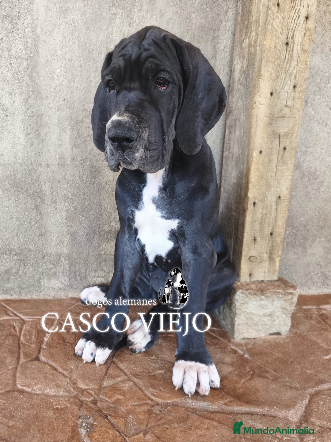 Dogo Alemán perros en venta: Cachorros de Dogo Alemán - Imagen 17