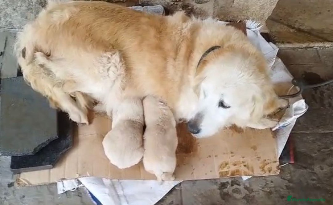 Golden Retriever perros en venta: Golden retriever último macho  - Anuncio 3