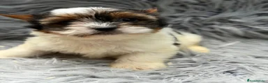 Biewer Yorkshire Terrier a la Pom Pon 1
