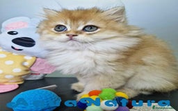Británico de Pelo Largo gatos en venta: British Longhair Hembra 4516 AQUANATURA - Imagen 2