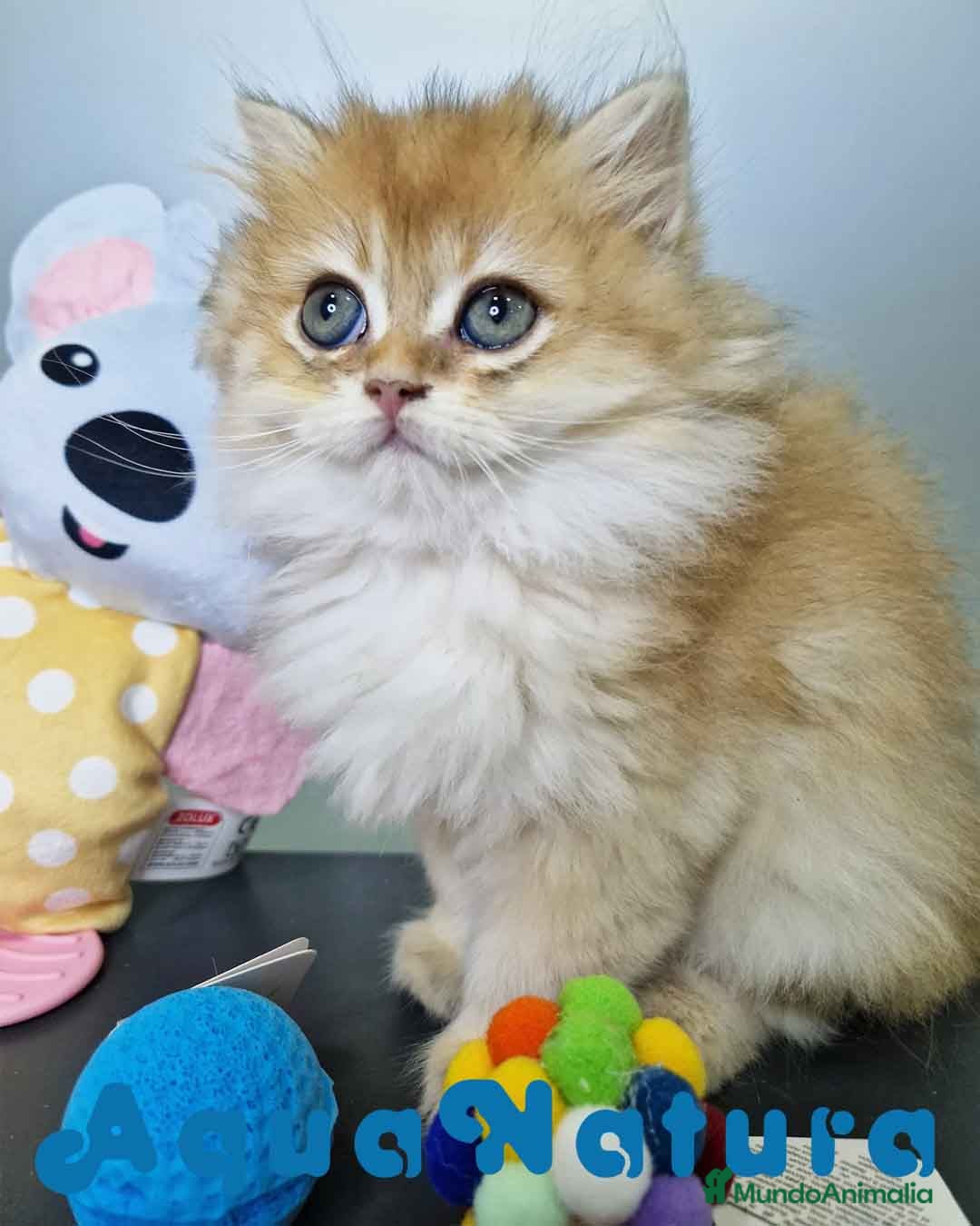 Británico de Pelo Largo gatos en venta: British Longhair Hembra 4516 AQUANATURA - Imagen 2