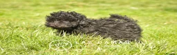 Caniche Enano perros en venta: Caniche Enano - Anuncio 5